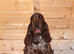 Show type female for sale.