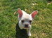 French Bulldog puppies