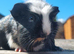 Beautiful Baby guinea pigs for sale