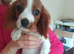 King Charles Spaniels.