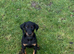 PSA  Anubis grandchildren  Vali X Cardi