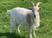 Two pygmy x wethers