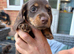 Miniature dachshund