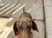 Male dachshund 2 years old