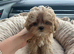 Luxury & Tiny Maltipoo Spring puppy&rsquo;s