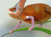 CHAMELEONS