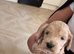 Champagne Cockapoo