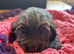 Cocker Spaniel full pedigree puppies for sale