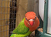 Young unsexed lovebirds for sale!