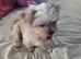 Shi chi very cute