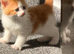 7 gorgeous kittens need rehoming