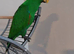 Male eclectus parrot