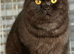 Scottish fold x BSH