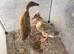 Three beautiful female, three week old two Indian duck runner and one pom-pom Indian duck runner