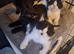 British Shorthair cross kittens