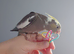 Hand reared silly tame DNA sexed baby cockatiels
