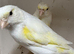 Dimorphic canaries