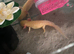 Axolotl
