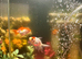 Fish tank and 5 fish