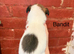 Whippet x collie pups