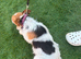 Jack russell