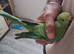 Beautiful baby ringneck talking parrot