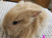 Lionhead babies