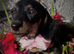 Dachshund puppies
