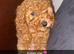 Fox Red Cavapoo Puppy&rsquo;s