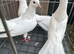 Mixed pigeon for sell