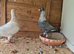 Pigeons