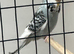 Breeding pair