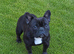 Fully Trained Adult French Bulldogs