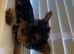 Mini Yorkshire terrier puppy’s