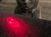 Loving British Blue Male Cat, 6 Years Old – Forever Home Needed