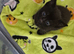 Sushi's litter