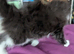*REDUCED PRICE! Siberian x BLH kittens