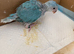 Indian Ringneck Babies — Violet Cleartail & Blue Cleartail
