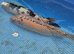 Koi