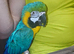 Female macaw