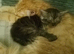 12 week old male Maine coon