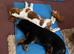 King Charles cavaliers spaniels