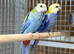 Rosella
