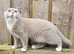 British Shorthair Kittens