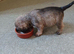 2 Beautiful Frenchie Poo Puppies Girls