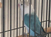 rehome for two blue lovebirds