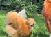 Silkie hens for sale