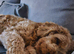 Toy Goldendoodles ~ READY TO LEAVE (UPDATED INFORMATION)