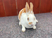 Stunning mini Rex 1 LEFT