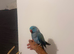 Beautiful blue male sweet Ringneck
